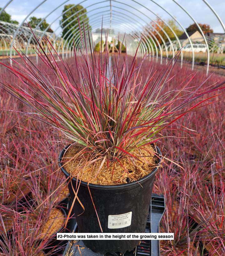 SCHIZACHYRIUM SCOPARIUM `BLUE HEAVEN`