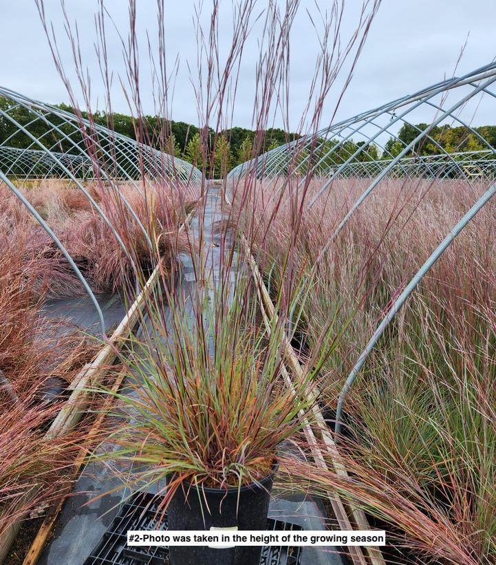 SCHIZACHYRIUM SCOPARIUM `PRAIRIE BLUES`