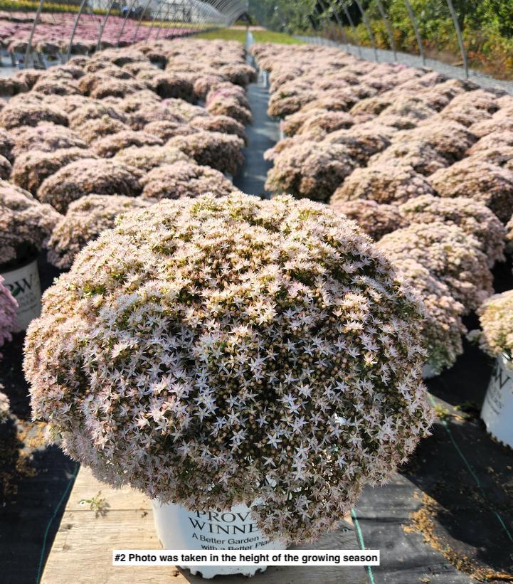 SEDUM ROCK `N ROUND `BUNDLE OF JOY`