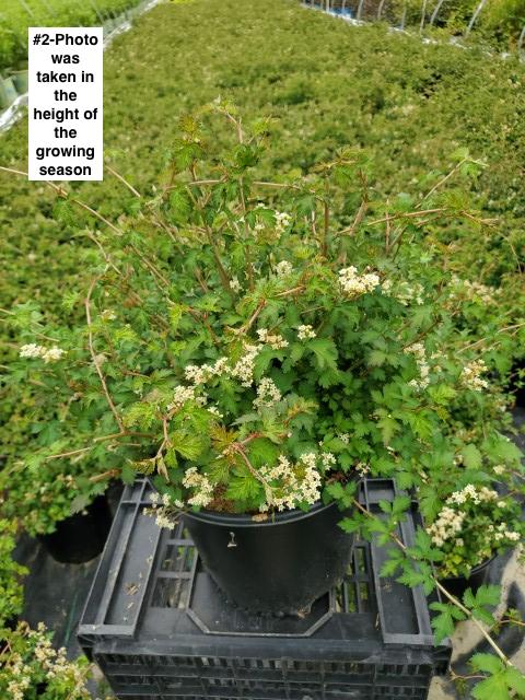 STEPHANANDRA INCISA `CRISPA`