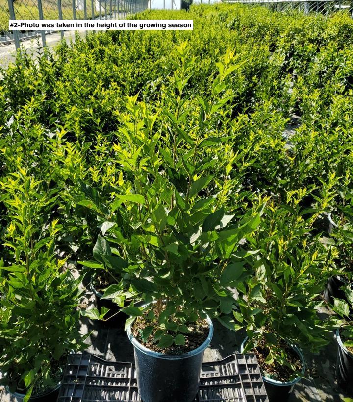 SYRINGA PATULA `MISS KIM`