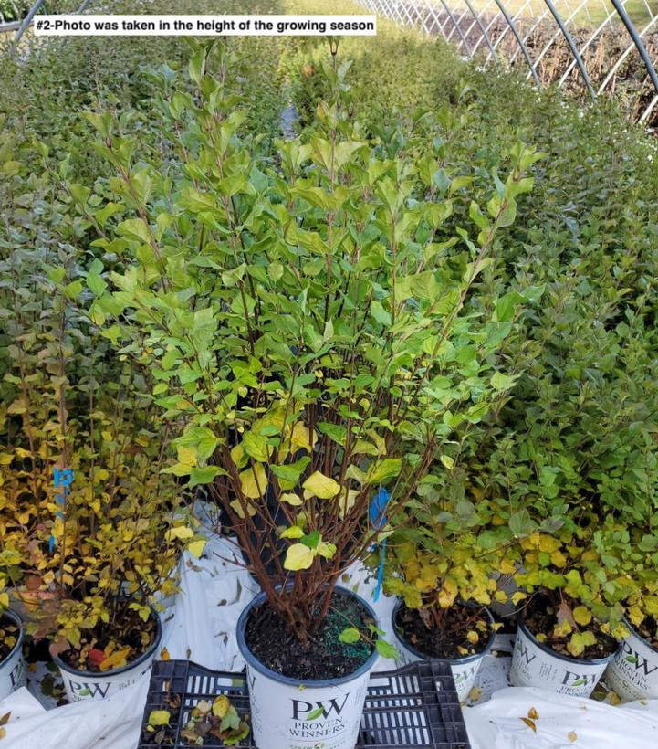 SYRINGA X BLOOMERANG `DARK PURPLE`