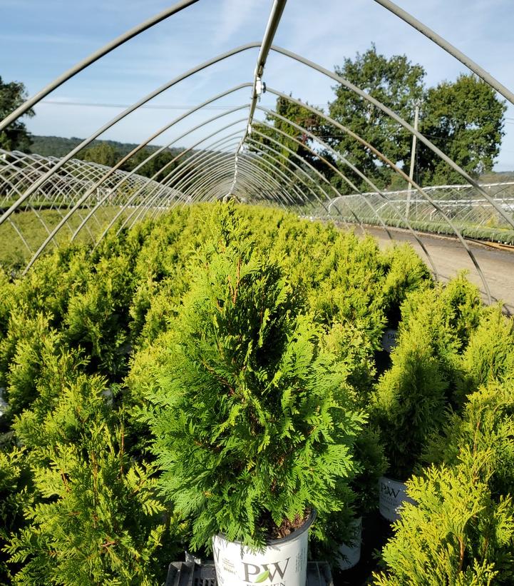 THUJA OCCIDENTALIS `CHEER DROPS`