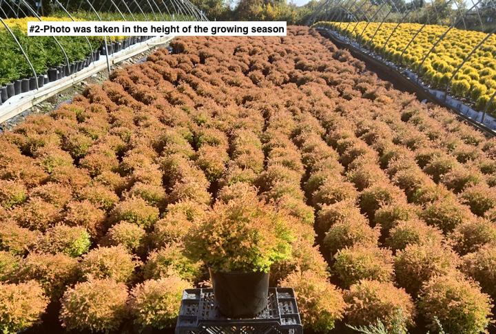 THUJA OCCIDENTALIS `FIRE CHIEF`