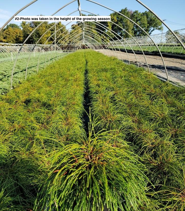 THUJA PLICATA `WHIPCORD`