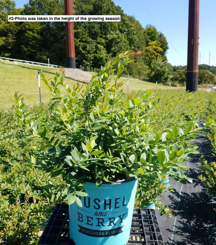 VACCINIUM X `SAPPHIRE CASCADE`