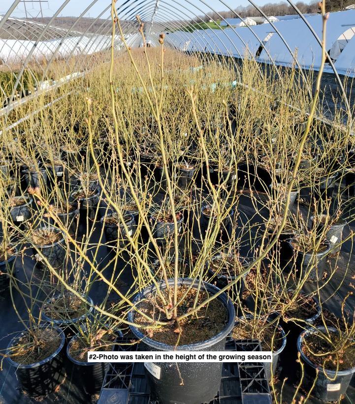 VACCINIUM CORYMBOSUM `JERSEY`