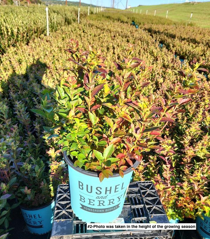 VACCINIUM ANGUSTIFOLIUM X `JELLY BEAN`