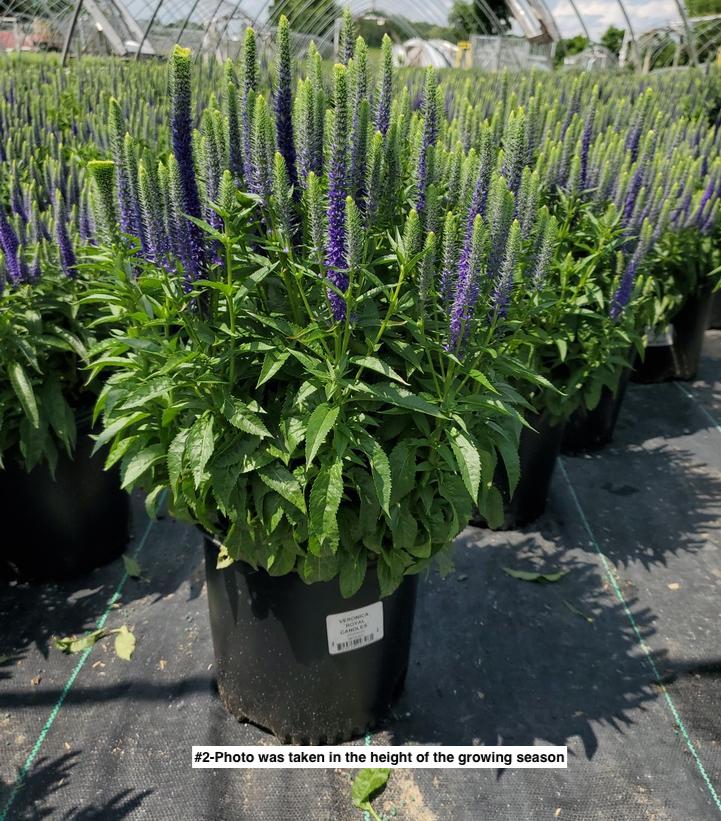 VERONICA `ROYAL CANDLES`