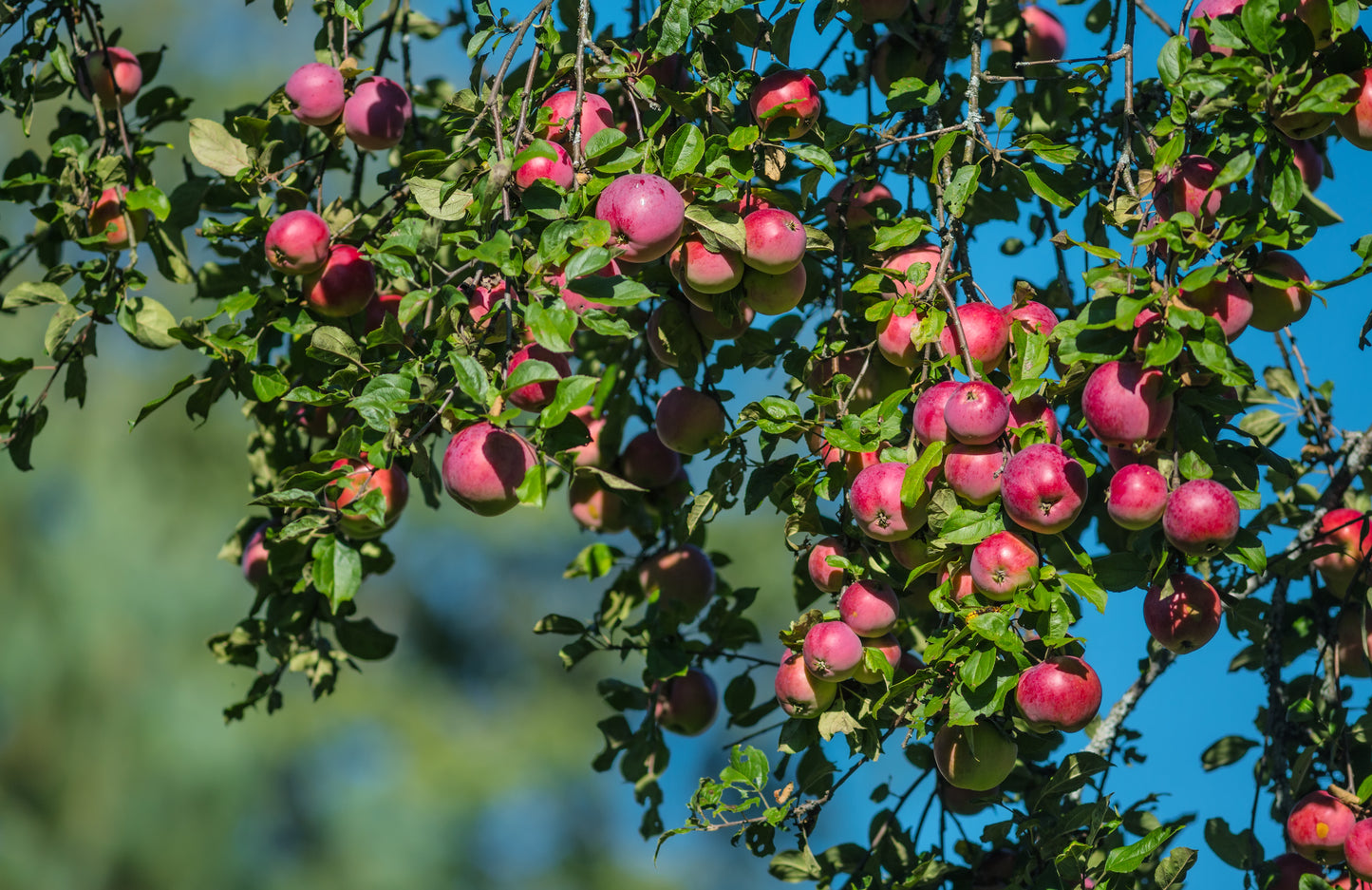 MALUS `EMPIRE` (APPLE)