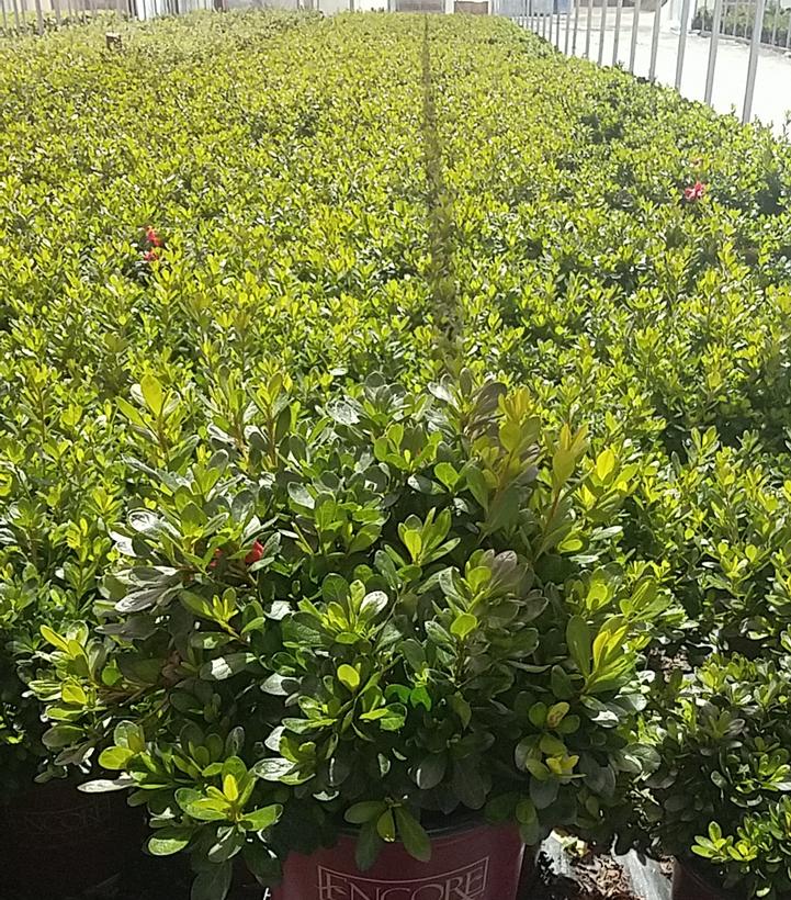 AZALEA ENCORE `AUTUMN BONFIRE`