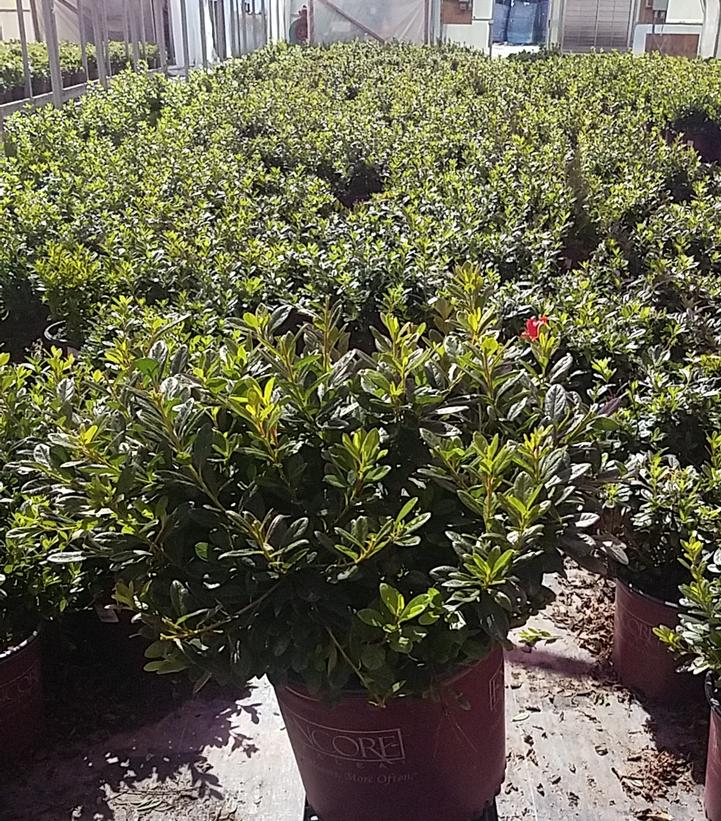 AZALEA ENCORE `AUTUMN BRAVO`