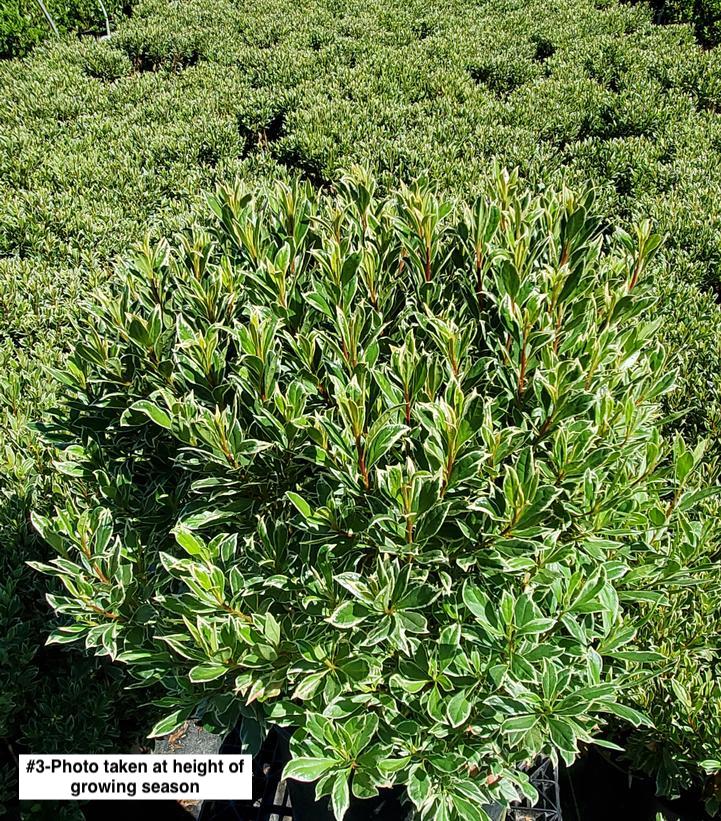 AZALEA `ARCTIC ROSE`