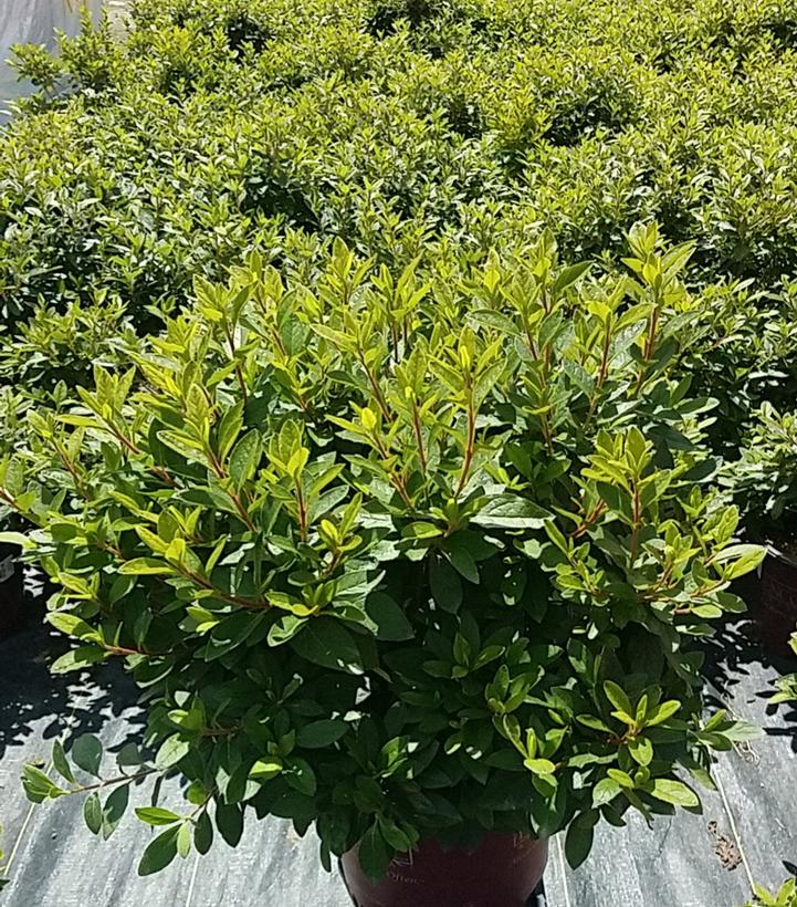 AZALEA ENCORE `AUTUMN SANGRIA`