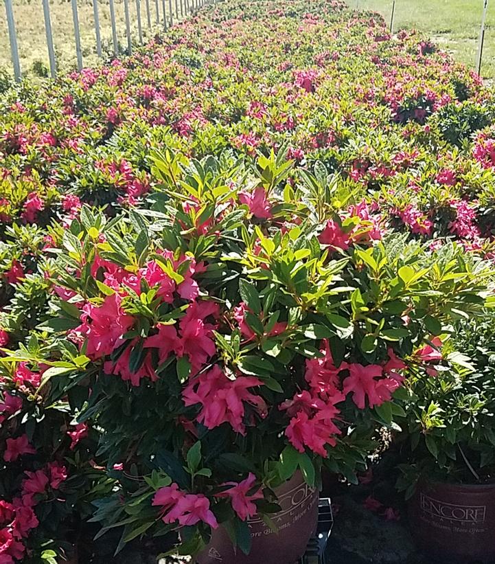 AZALEA ENCORE `AUTUMN SUNDANCE`