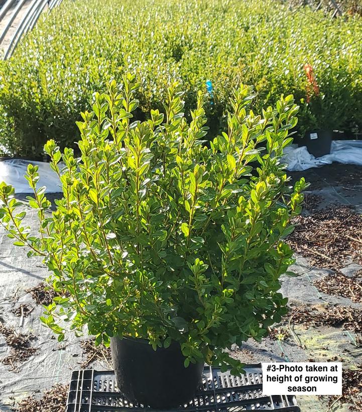 AZALEA `BLAAUW`S PINK`