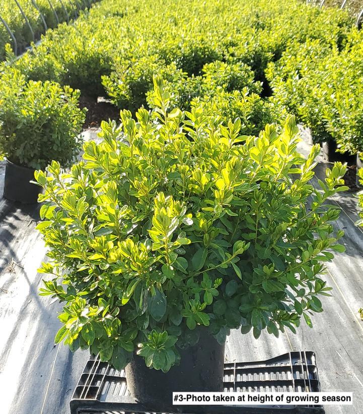 AZALEA `DELAWARE VALLEY WHITE`