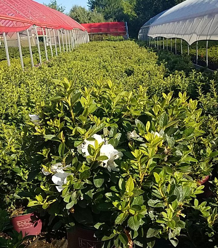 AZALEA ENCORE `AUTUMN LILY`