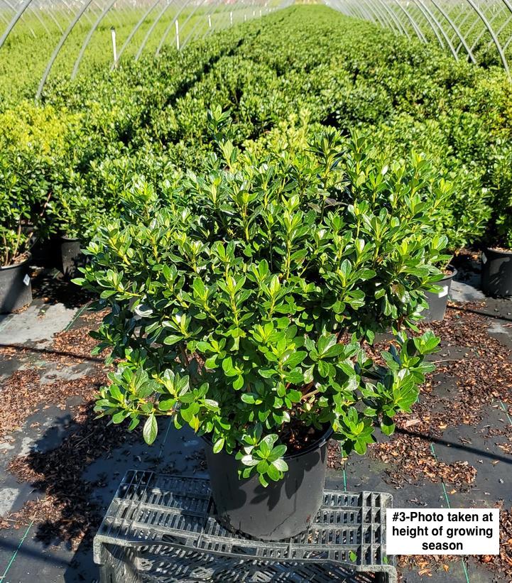 AZALEA `GIRARD`S FUCHSIA`