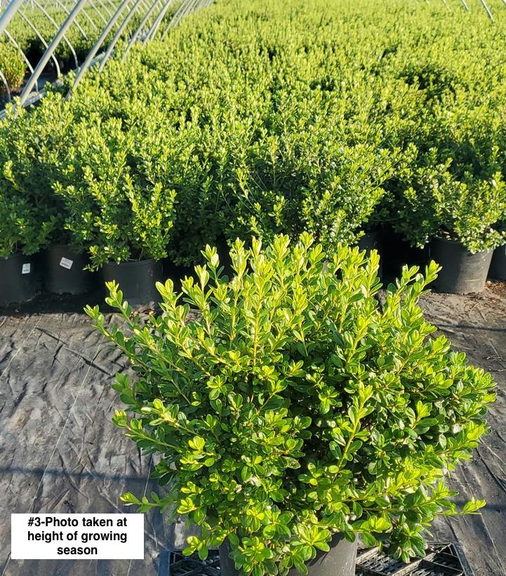 AZALEA `GIRARD`S PLEASANT WHITE`