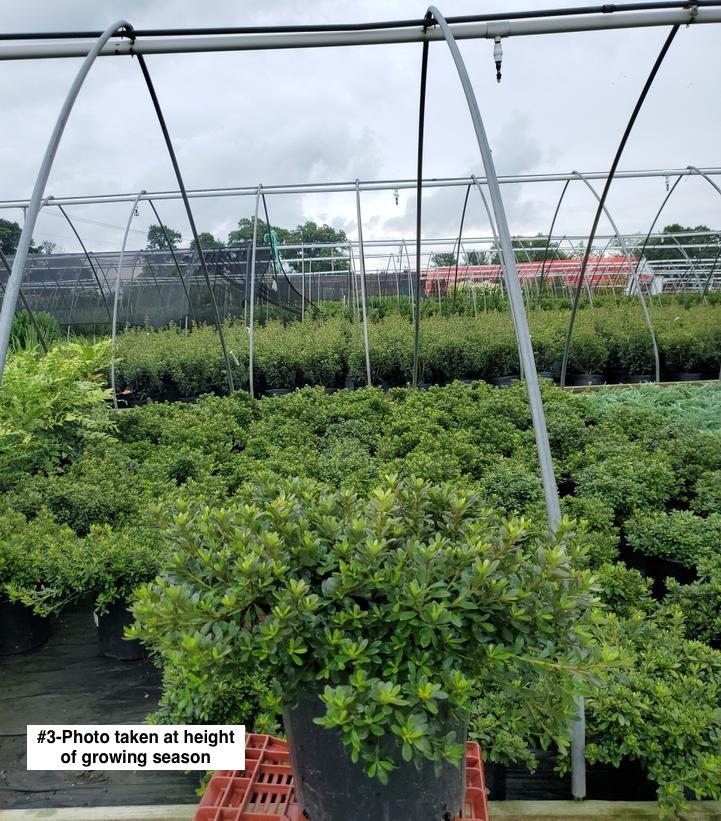 AZALEA `GUMPO WHITE`