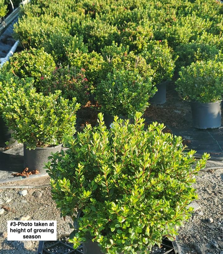 AZALEA `HINO CRIMSON`