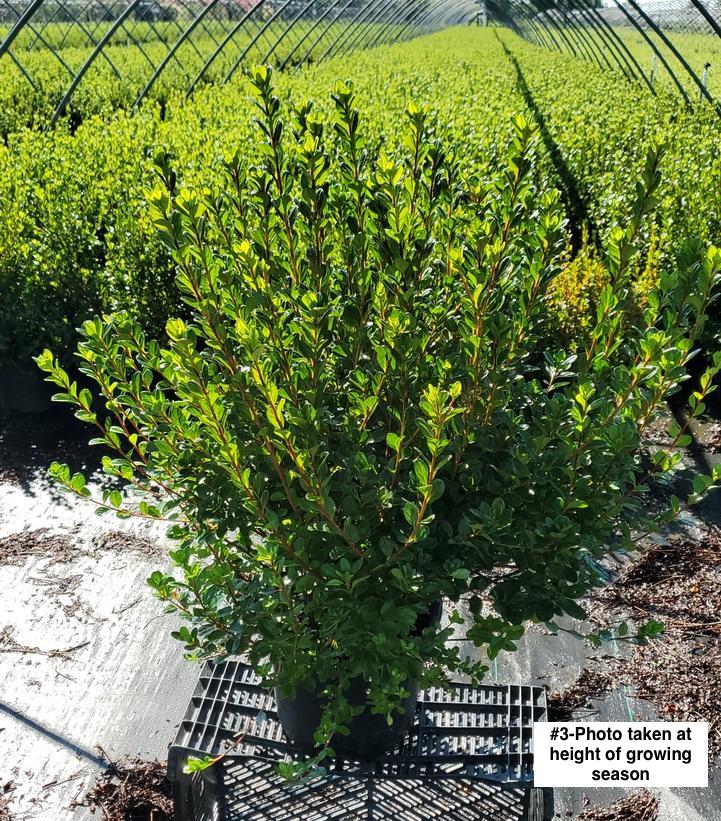 AZALEA `STEWARTSTONIAN`