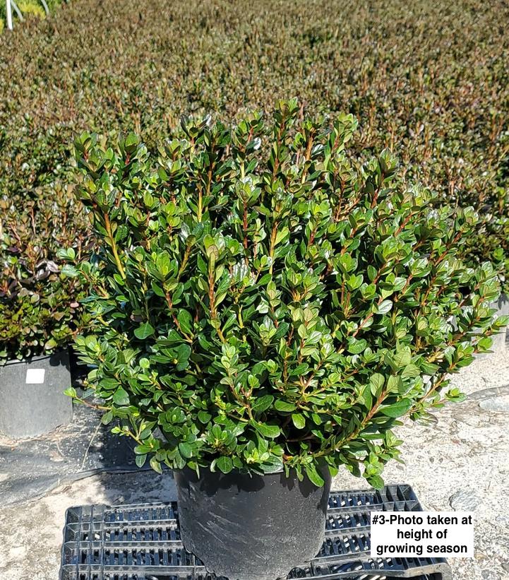 AZALEA KAEMPFERI `JOHANNA`