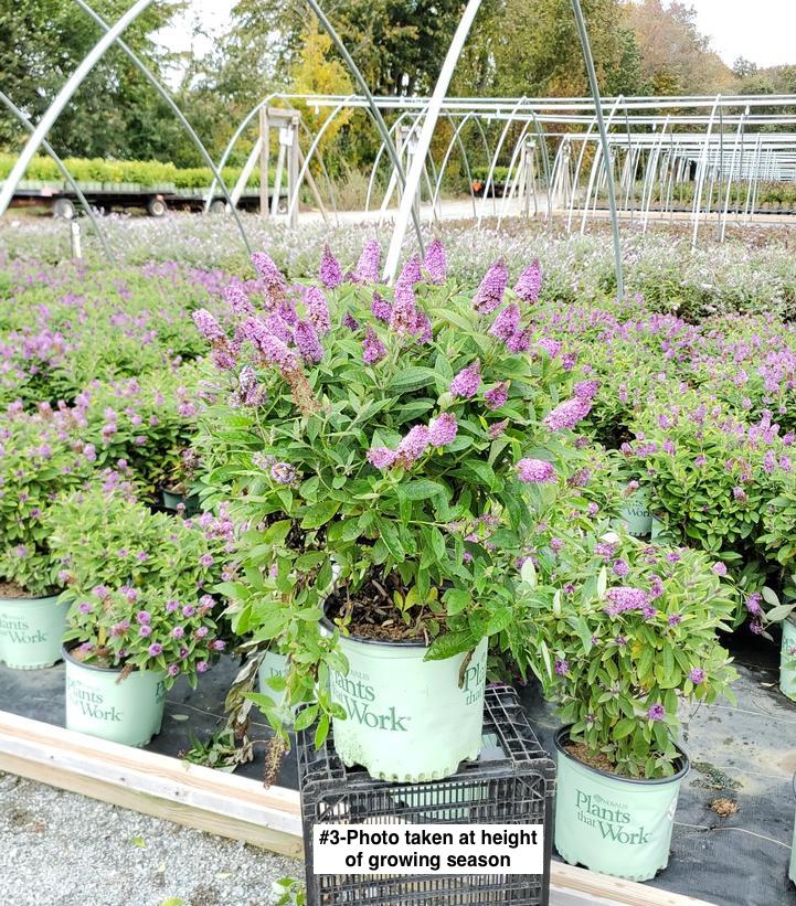 BUDDLEIA DAVIDII DAPPER `LAVENDER`