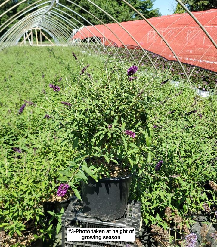 BUDDLEIA DAVIDII `BLACK KNIGHT`