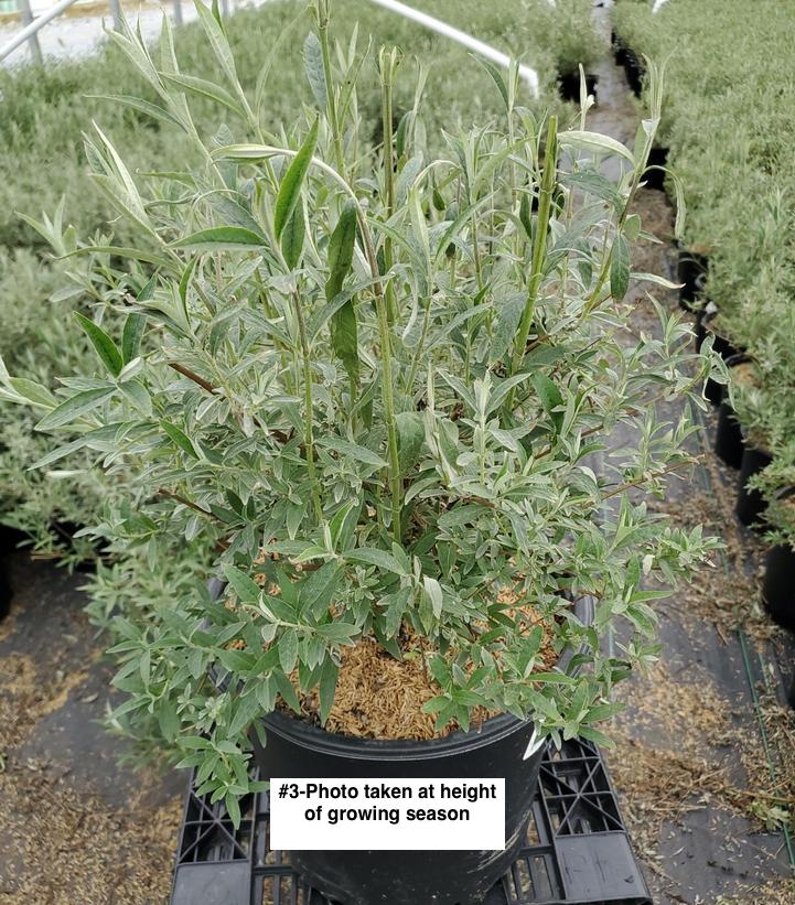 BUDDLEIA DAVIDII `NANHO BLUE`