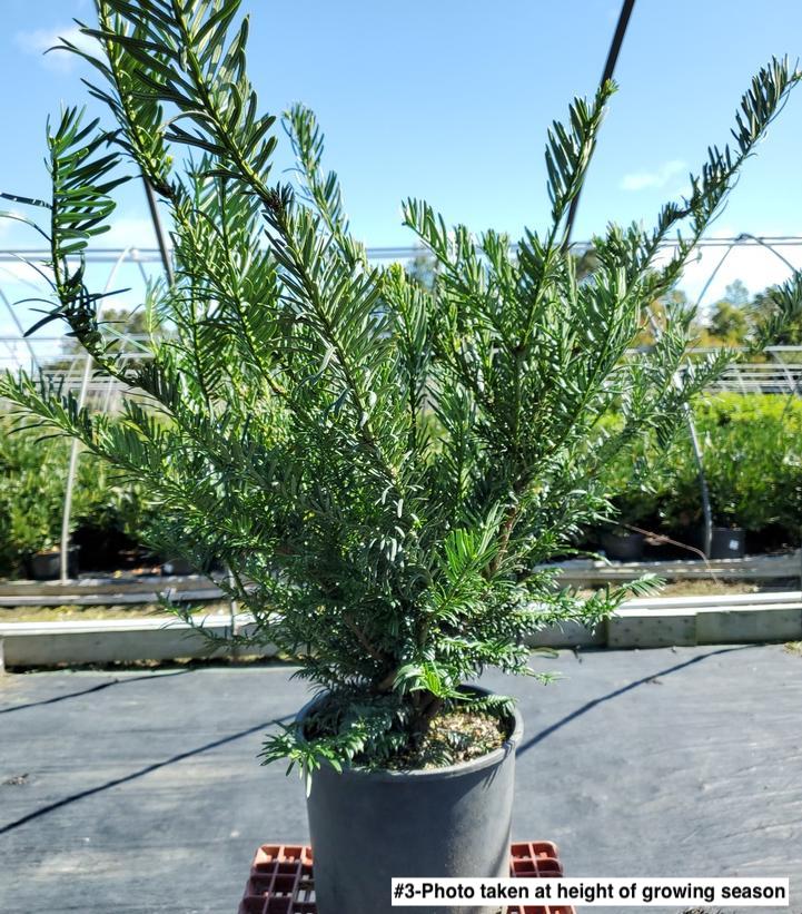 CEPHALOTAXUS HARRING. `DUKE GARDENS`