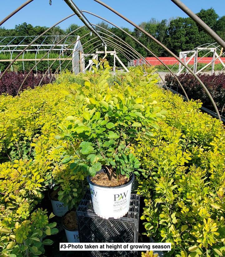 COTINUS `WINECRAFT GOLD`