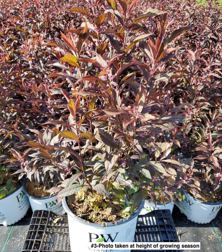CALLICARPA X `PEARL GLAM`