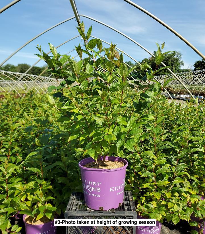 CEPHALANTHUS OCCIDENTALIS `FIBER OPTICS`