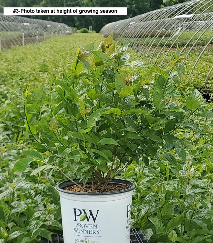 CEPHALANTHUS OCCIDENTALIS `SUGAR SHACK`
