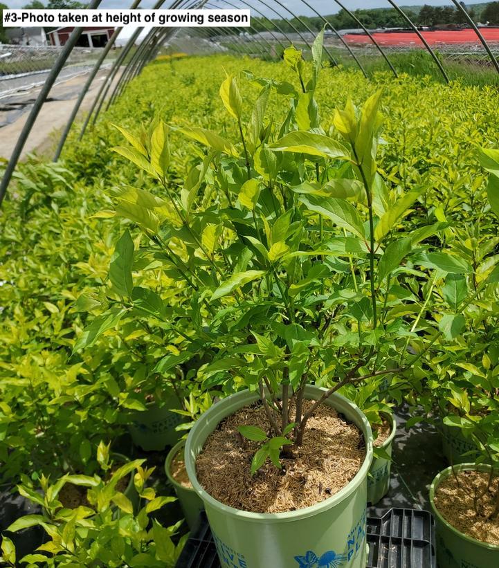 CEPHALANTHUS MAGICAL `MOONLIGHT`