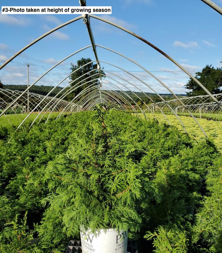 CHAMAECYPARIS PISIFERA `SOFT SERVE`