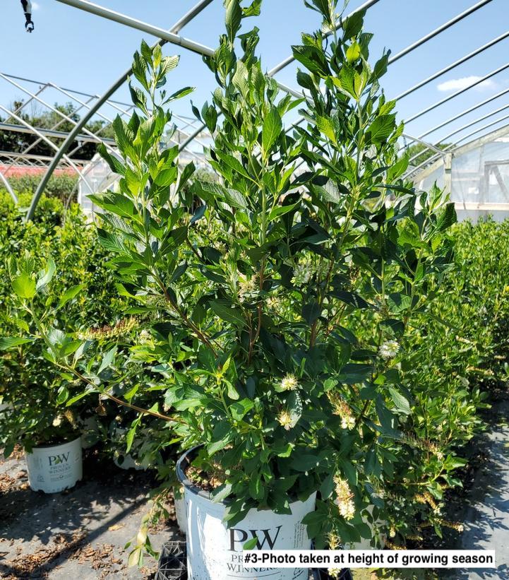 CLETHRA `SUGARTINA CRYSTALINA`