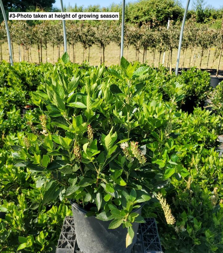 CLETHRA ALNIFOLIA `HUMMINGBIRD`