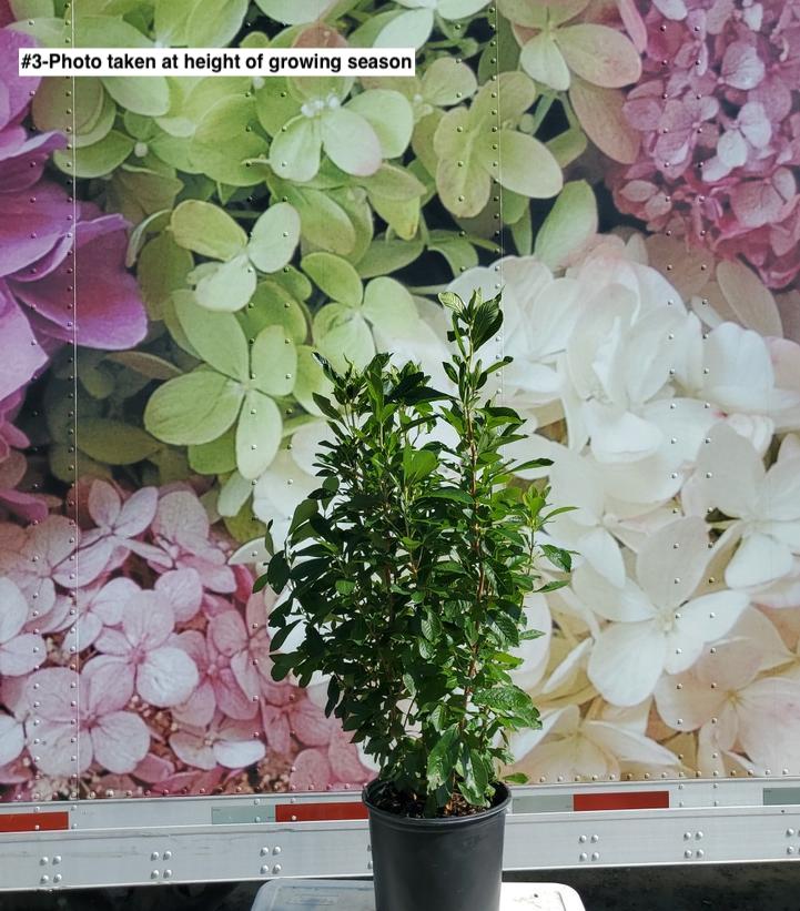 CLETHRA ALNIFOLIA `RUBY SPICE`