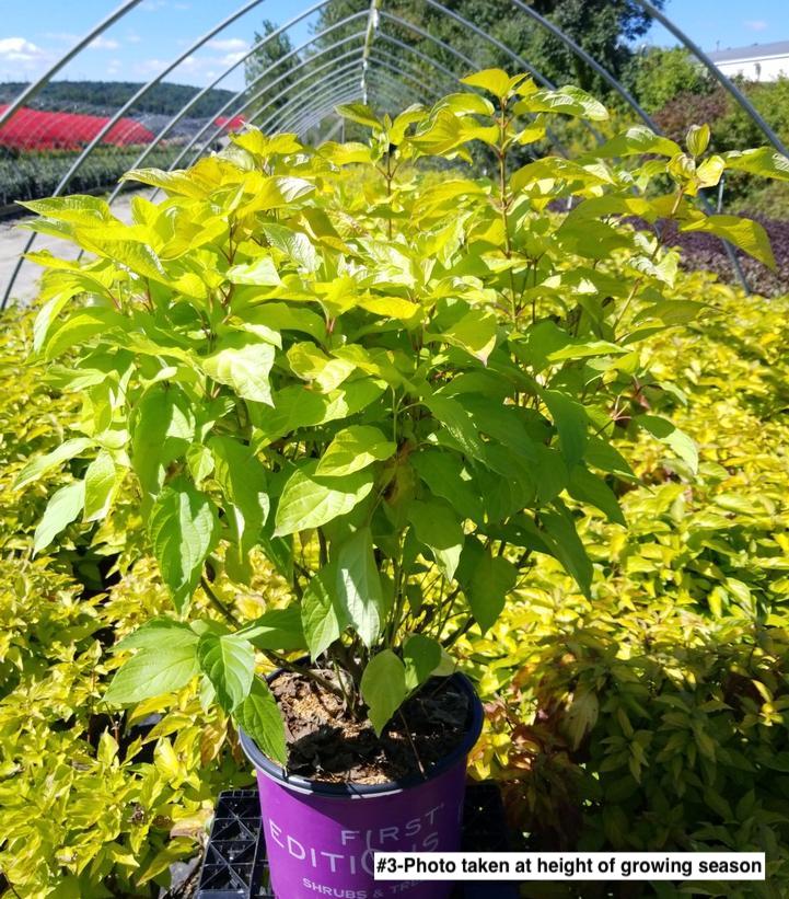 CORNUS ALBA `NEON BURST`