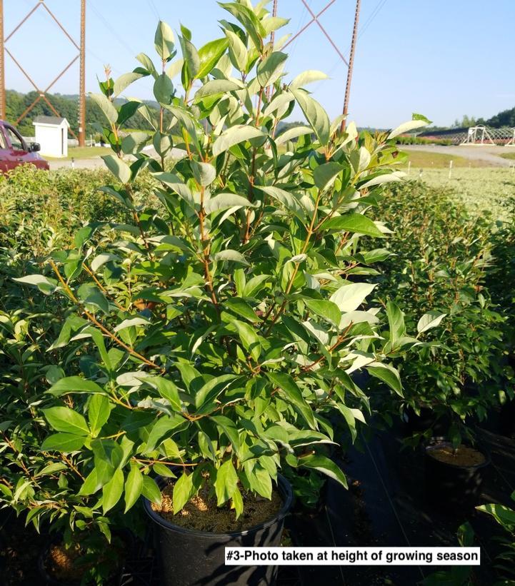 CORNUS RACEMOSA