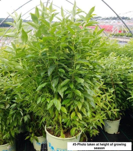 CORNUS RACEMOSA `HURON`