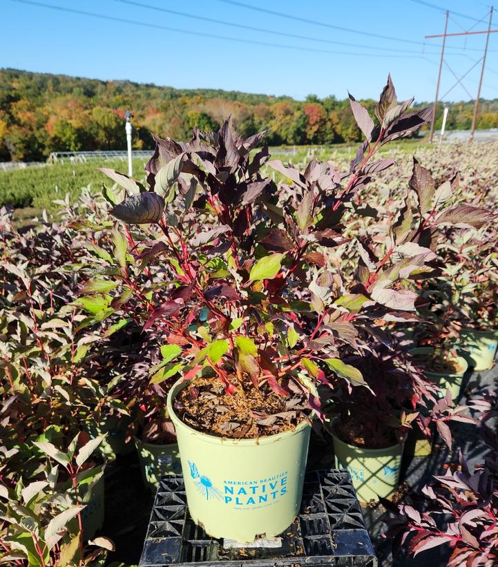 CORNUS SERICEA `CARDINAL`
