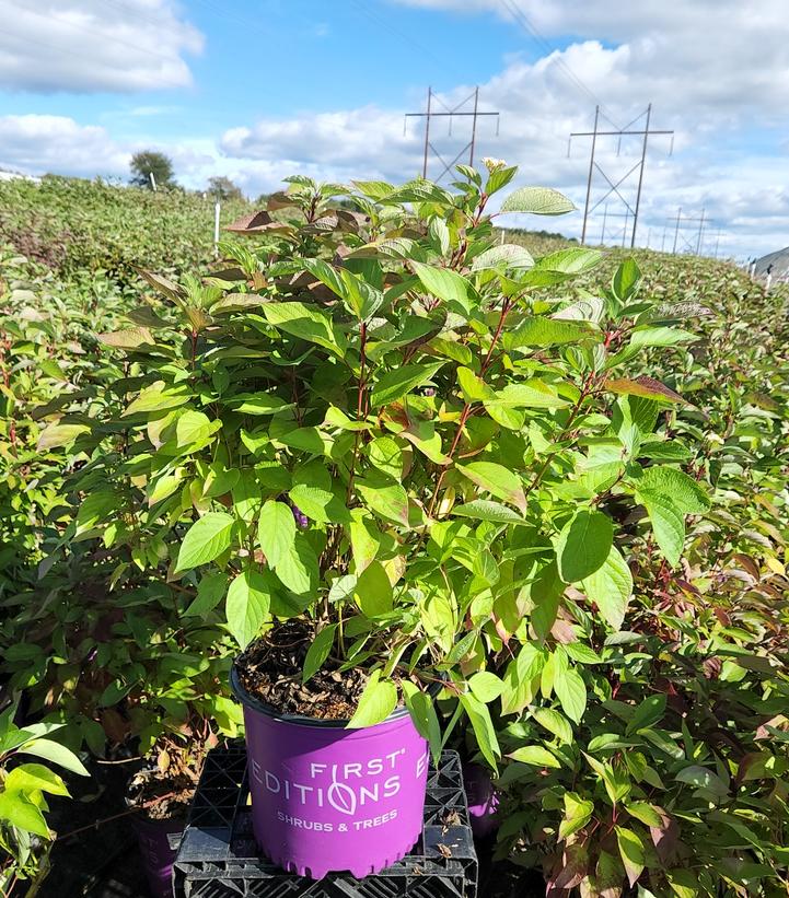CORNUS SERICEA `FIREDANCE`