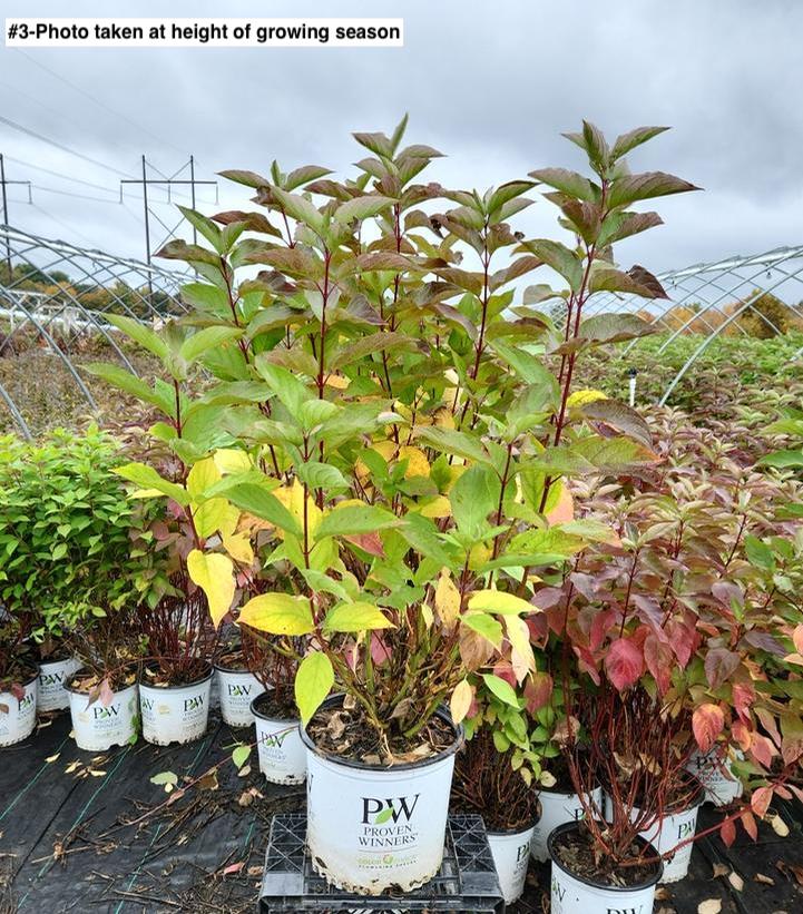 CORNUS STOLONIFERA `ARCTIC FIRE RED`