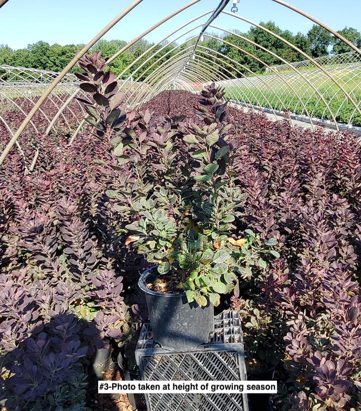 COTINUS COGGYGRIA `VELVETEENY`