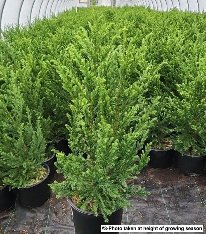 CRYPTOMERIA JAPONICA `BLACK DRAGON`
