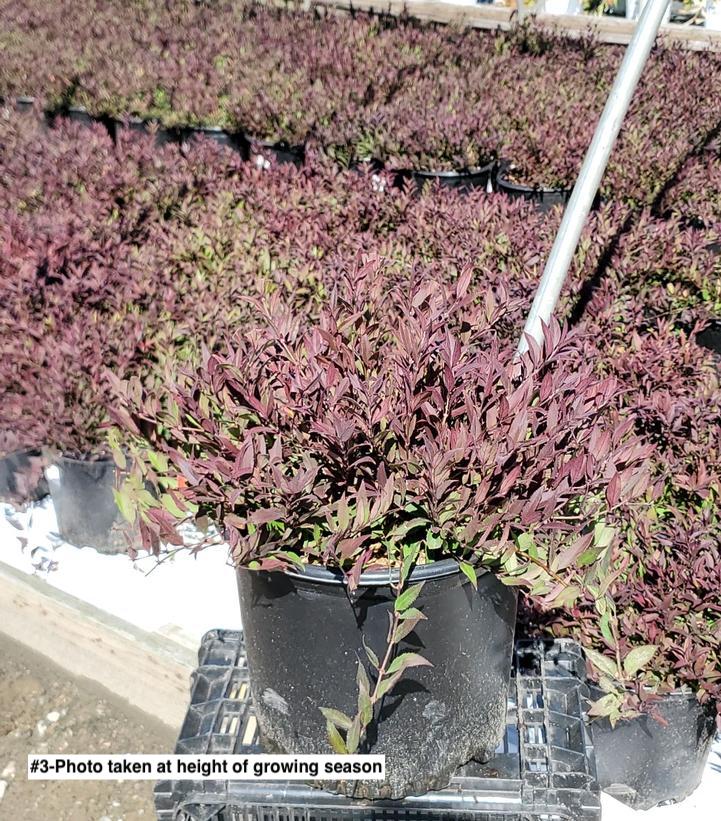 DEUTZIA GRACILIS `NIKKO`